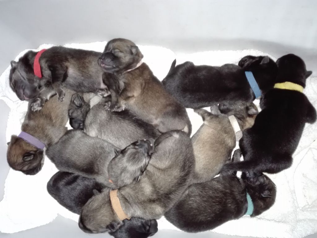 des Jolies Fées - Eurasier - Portée née le 03/08/2018
