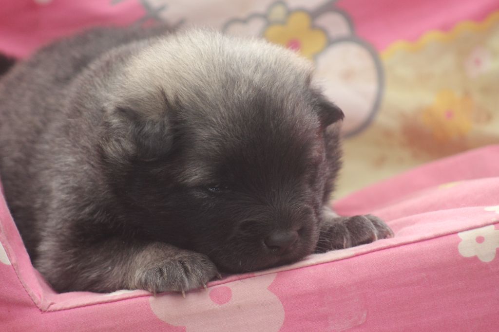 des Jolies Fées - Eurasier - Portée née le 23/05/2022